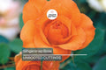 Gingersnap Rose 1.5 Gal Potted - Bright Orange Reblooming Floribunda with Light Fragrance
