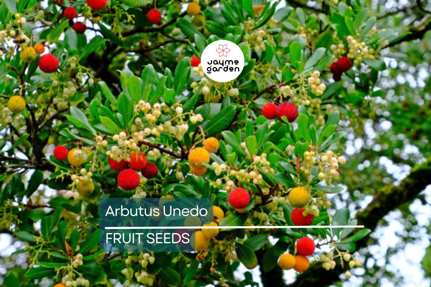 10 Strawberry Tree Seeds (Arbutus unedo) – Edible Red Berries, Four-Season Evergreen, USDA Zones 8-11, Compact Ornamental Shrub