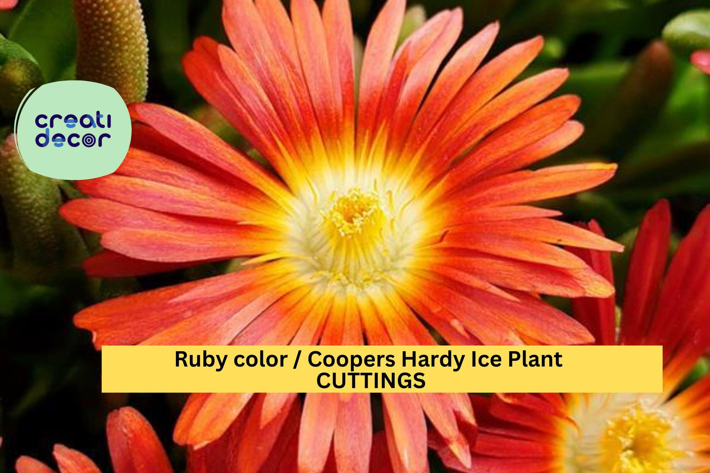 10 Ruby Ice Plant Cuttings | Delosperma Cooperi Ground Cover | 6" Hardy Drought-Tolerant Succulent | Fast Spreading Filler