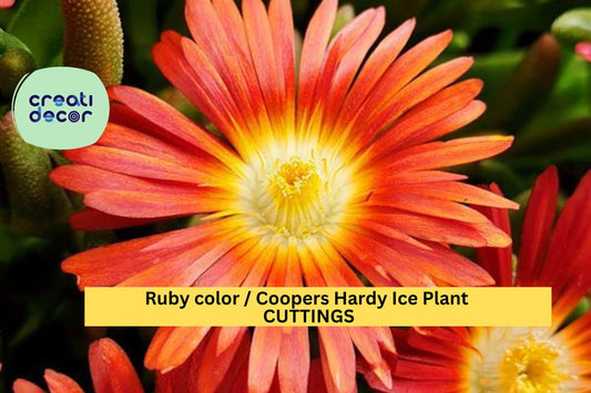 10 Ruby Ice Plant Cuttings | Delosperma Cooperi Ground Cover | 6" Hardy Drought-Tolerant Succulent | Fast Spreading Filler