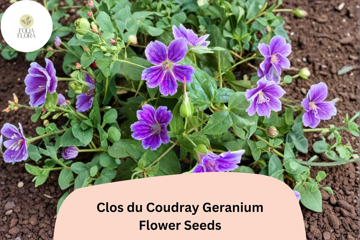 25+ Clos du Coudray Geranium Seeds | Purple Hardy Cranesbill | Perennial Ground Cover Flower for Garden Borders