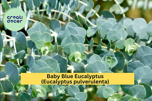 Baby Blue Eucalyptus – Eucalyptus pulverulenta – 10–12" Live Hardy Plant, Silver-Blue Foliage for Garden, Patio, or Floral Use