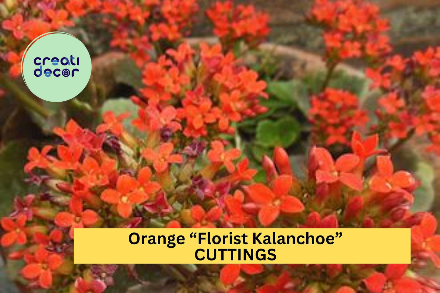 3 Orange Kalanchoe Blossfeldiana Cuttings | Organic Succulent Starter | Florist Kalanchoe | Easy Flowering Houseplant USA