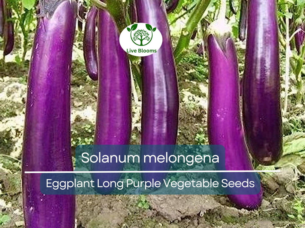 50 Seeds Eggplant Long Purple (Solanum melongena) - Non-GMO, Heirloom, Slim, Long, Easy to Grow, Perfect for Garden, Organic Planting