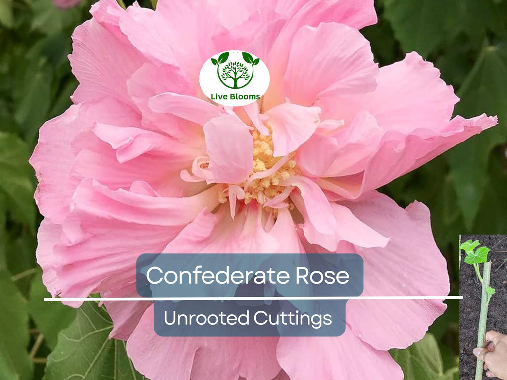 1 Tri-color Confederate Rose Hibiscus mutabilis Rooted Plant - Hardy Perennial, Pink, White, Red, Unique Blooms, Shrub for Garden