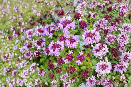Wild Thyme – Thymus pulegioides 100 Seeds | Hardy Perennial Herb | Fragrant Ground Cover | Pollinator Friendly