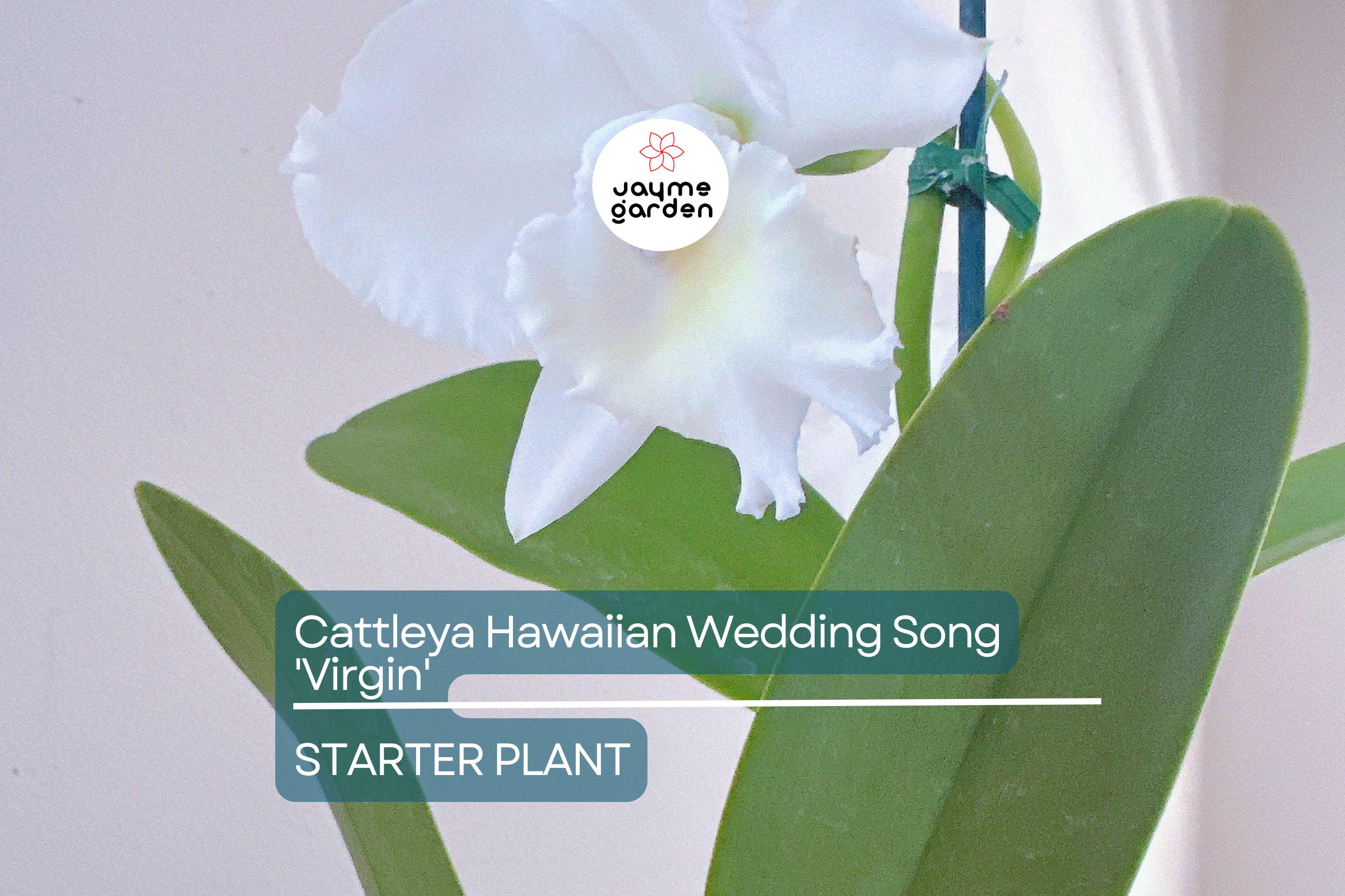 Cattleya Hawaiian Wedding Song 'Virgin' Orchid | Live Small Starter Plant | White Fall Blooms | Tropical Indoor/Outdoor