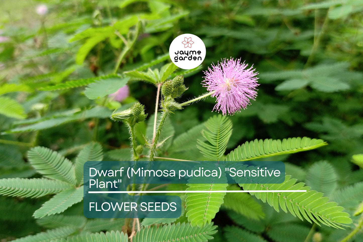 10 Seeds of Dwarf Sensitive Plant (Mimosa pudica) – Touch-Responsive Houseplant