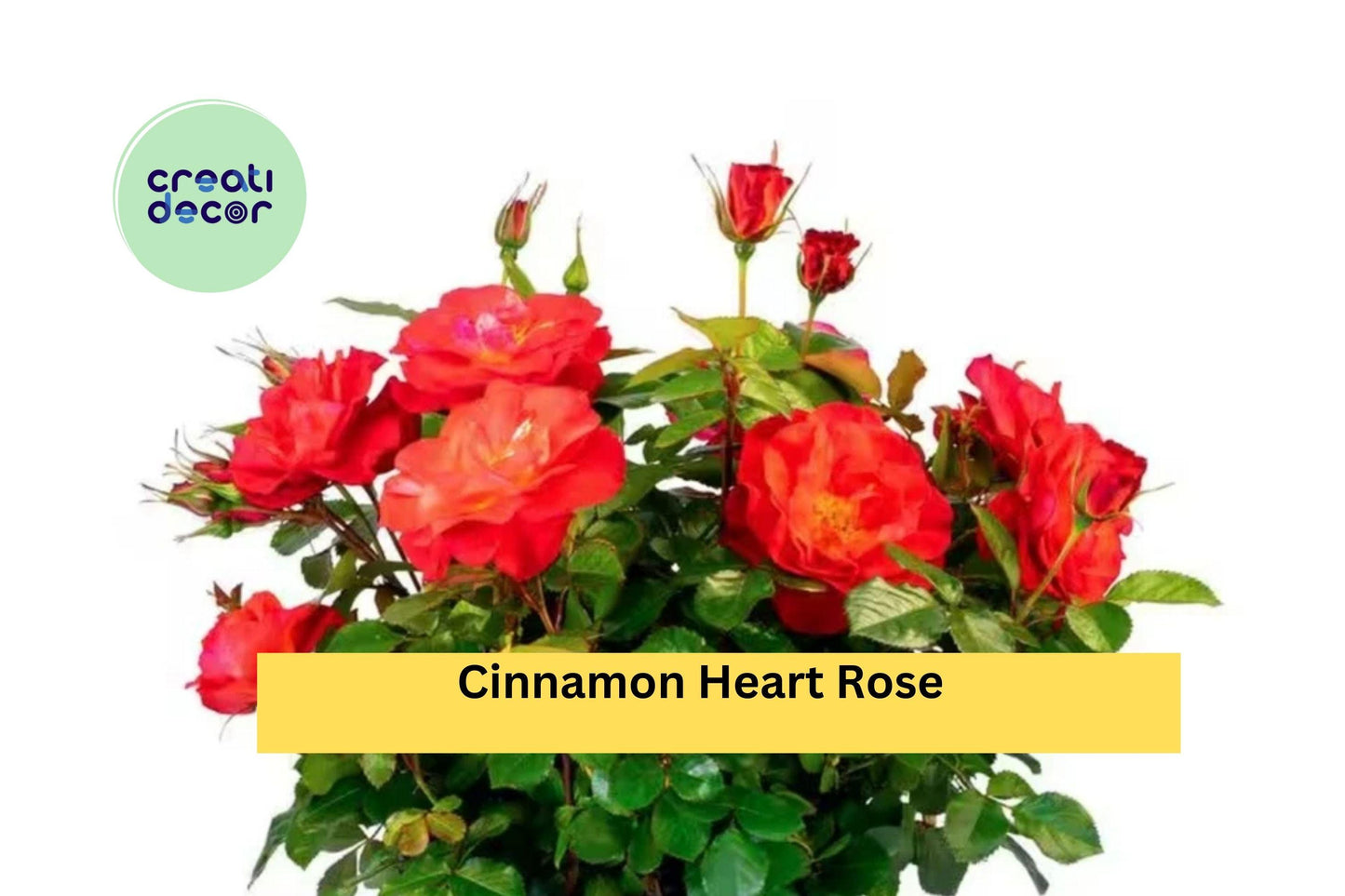 Cinnamon Heart Rose Starter Set | 4 Rooted Live Cuttings | Fragrant Flowering Rose Bush Plants for Outdoor Garden Landscaping