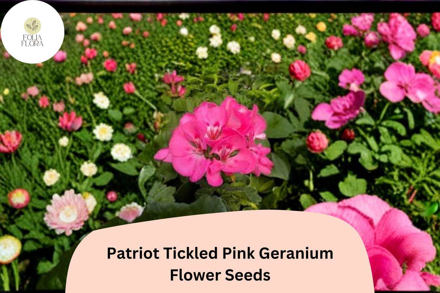 25+ Patriot Tickled Pink Geranium Seeds | Hardy Perennial | Bright Pink Blooms for Garden Beds & Containers