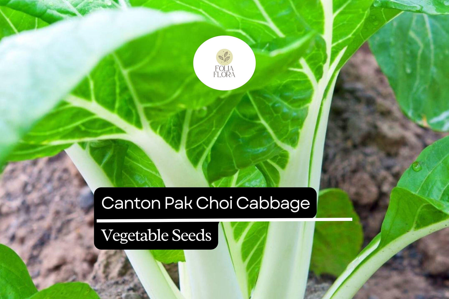 500 Canton Pak Choi Cabbage Seeds – Brassica rapa – Tender Asian Greens, Fast-Growing, Non-GMO, Mild Flavor, Great for Stir-Fries