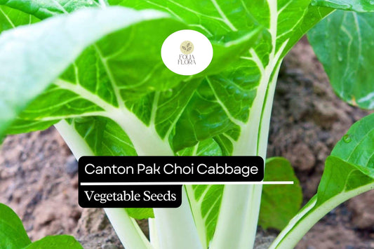 500 Canton Pak Choi Cabbage Seeds – Brassica rapa – Tender Asian Greens, Fast-Growing, Non-GMO, Mild Flavor, Great for Stir-Fries