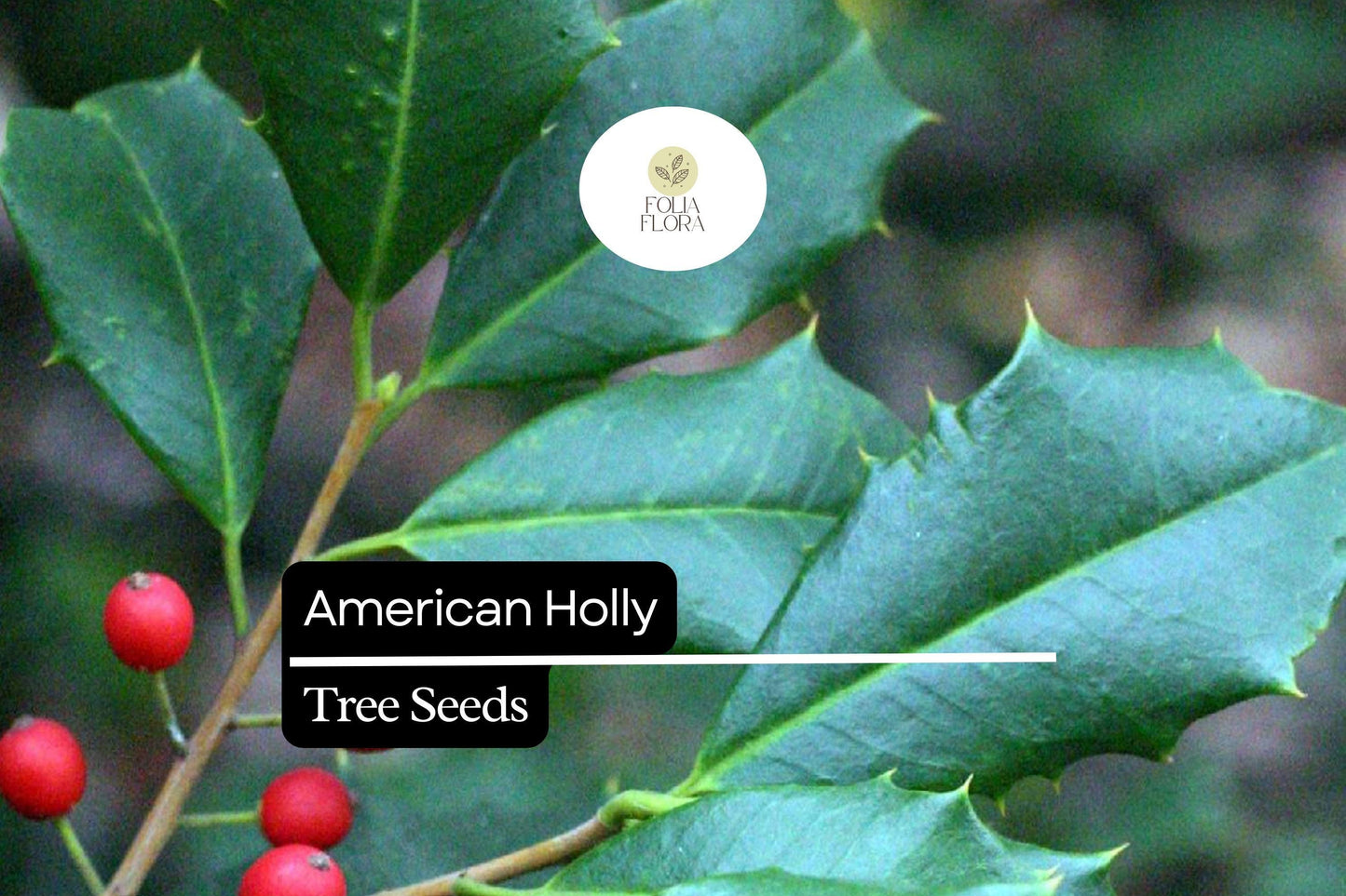15 American Holly Seeds (Ilex opaca) | Native Evergreen Tree with Red Berries | Wildlife Habitat & Year-Round Greenery