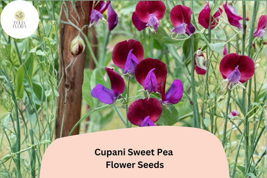 50+ Cupani Sweet Pea Seeds | Heirloom Fragrant Purple Bicolor Flower for Garden Trellis & Cut Flowers