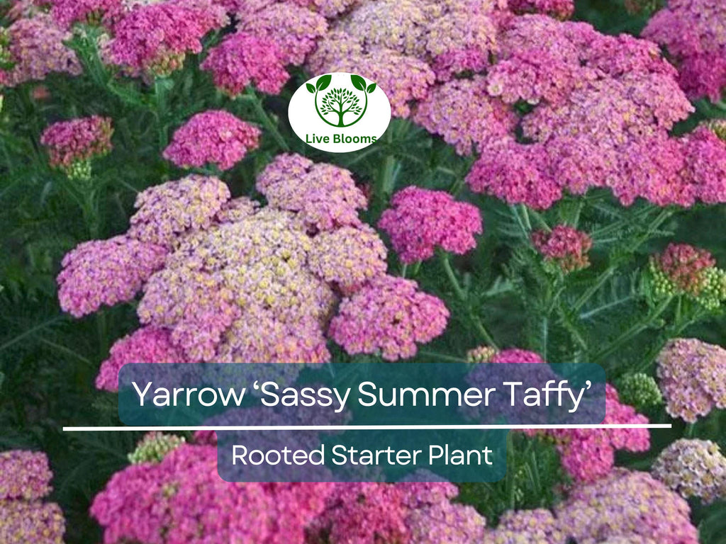 1 Yarrow Live Plant (Achillea Millefolium) Healthy Starter Plant for Pollinators | Perennial Flower for Garden, Butterflies & Bees