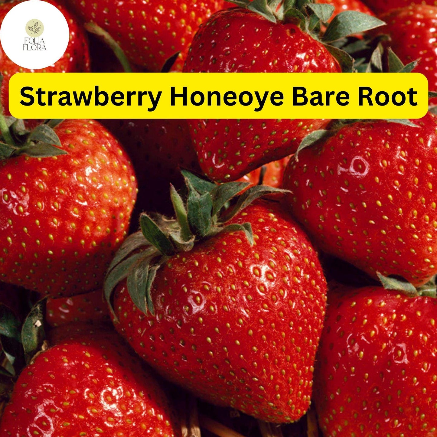Honeoye Strawberry Plants - 12 Bare Root Sweet Berry Plants for Zones 4-9 - High-Yield & Juicy Fruit