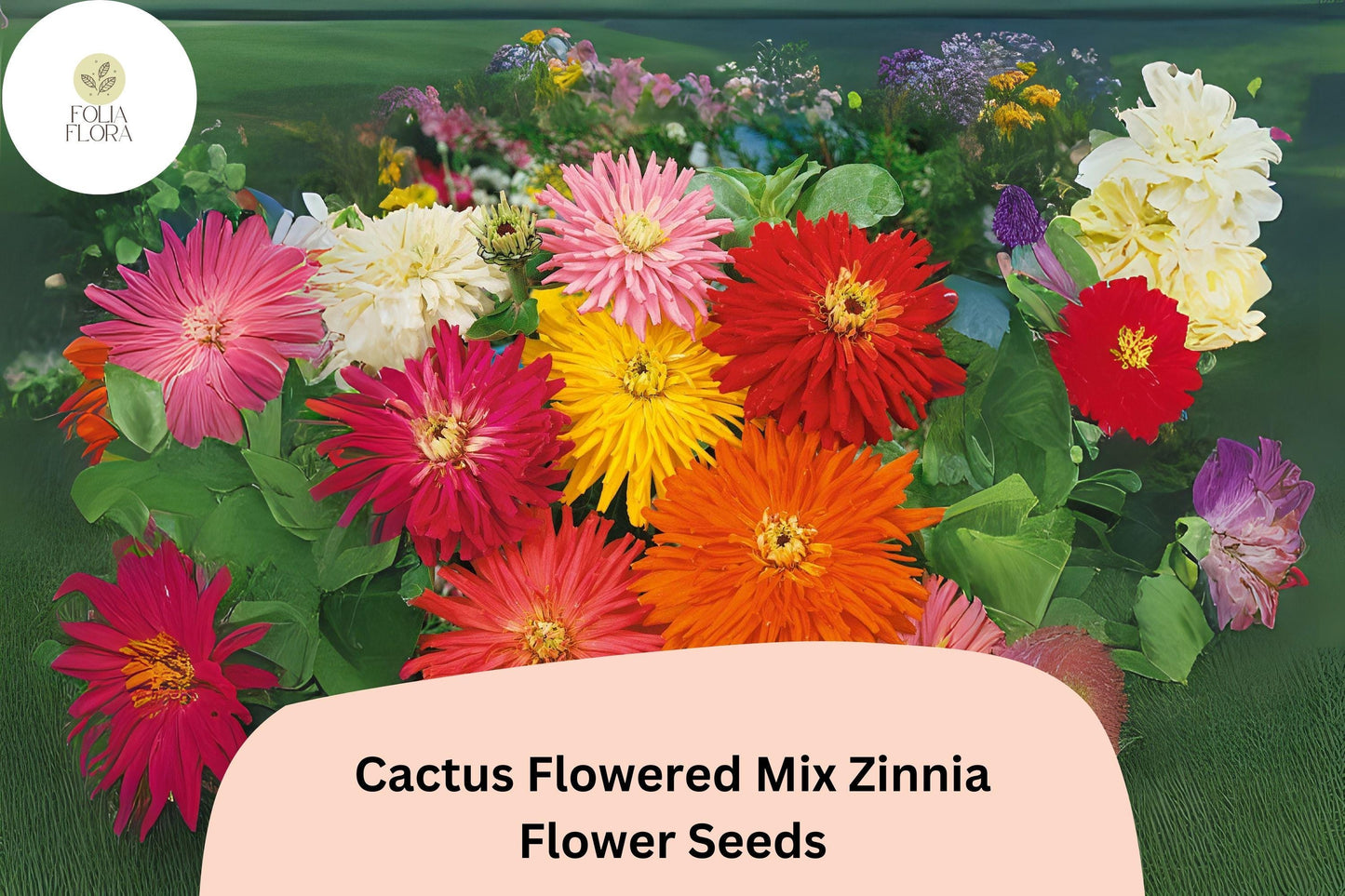 100+ Cactus Flowered Mix Zinnia Seeds – Spiky Petaled Blooms for Summer Gardens & Cut Flowers