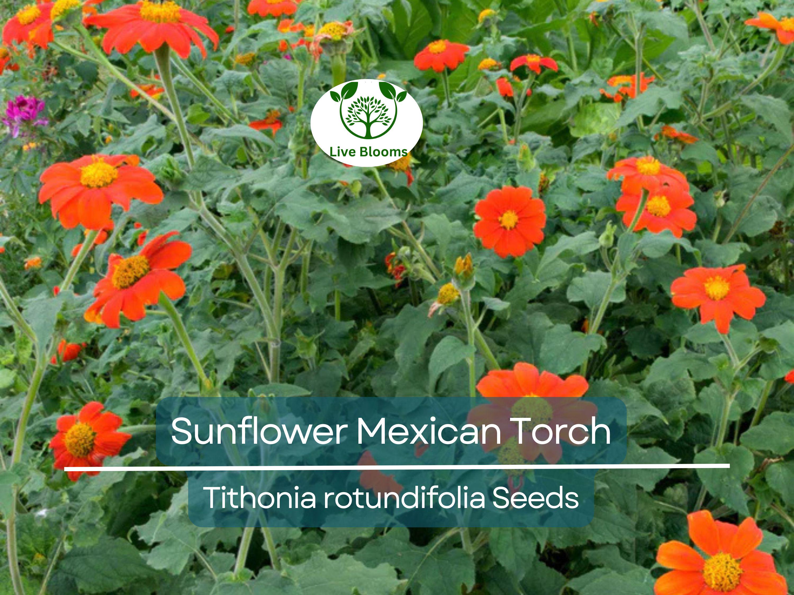 100 Seeds Sunflower Mexican Torch, Non-GMO, Bees, Butterflies, Hummingbirds, Helianthus, Bright Blooms, Garden, Wildflower, Perennial