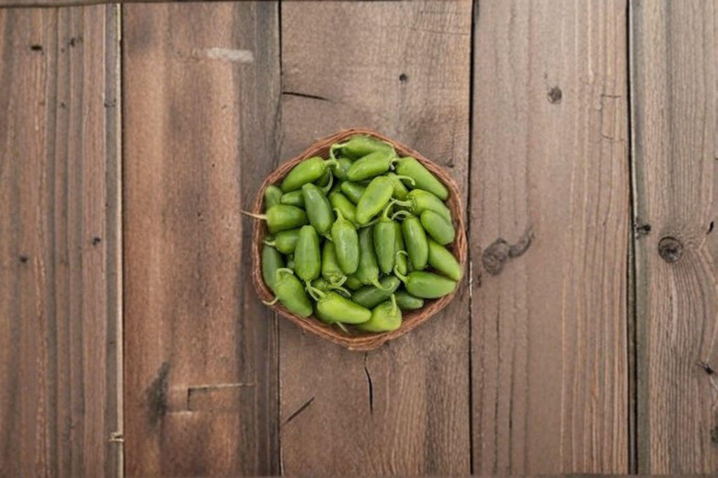 Jalapeño – Early Hot Pepper 30 Seeds | Early-Maturing Jalapeño | Medium Heat | Reliable & Productive