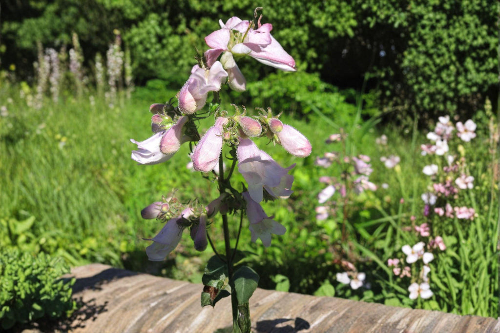 Calico Beardtongue Seeds – Penstemon calycosus | 100 Seeds | Native Wildflower for Pollinator & Prairie Gardens