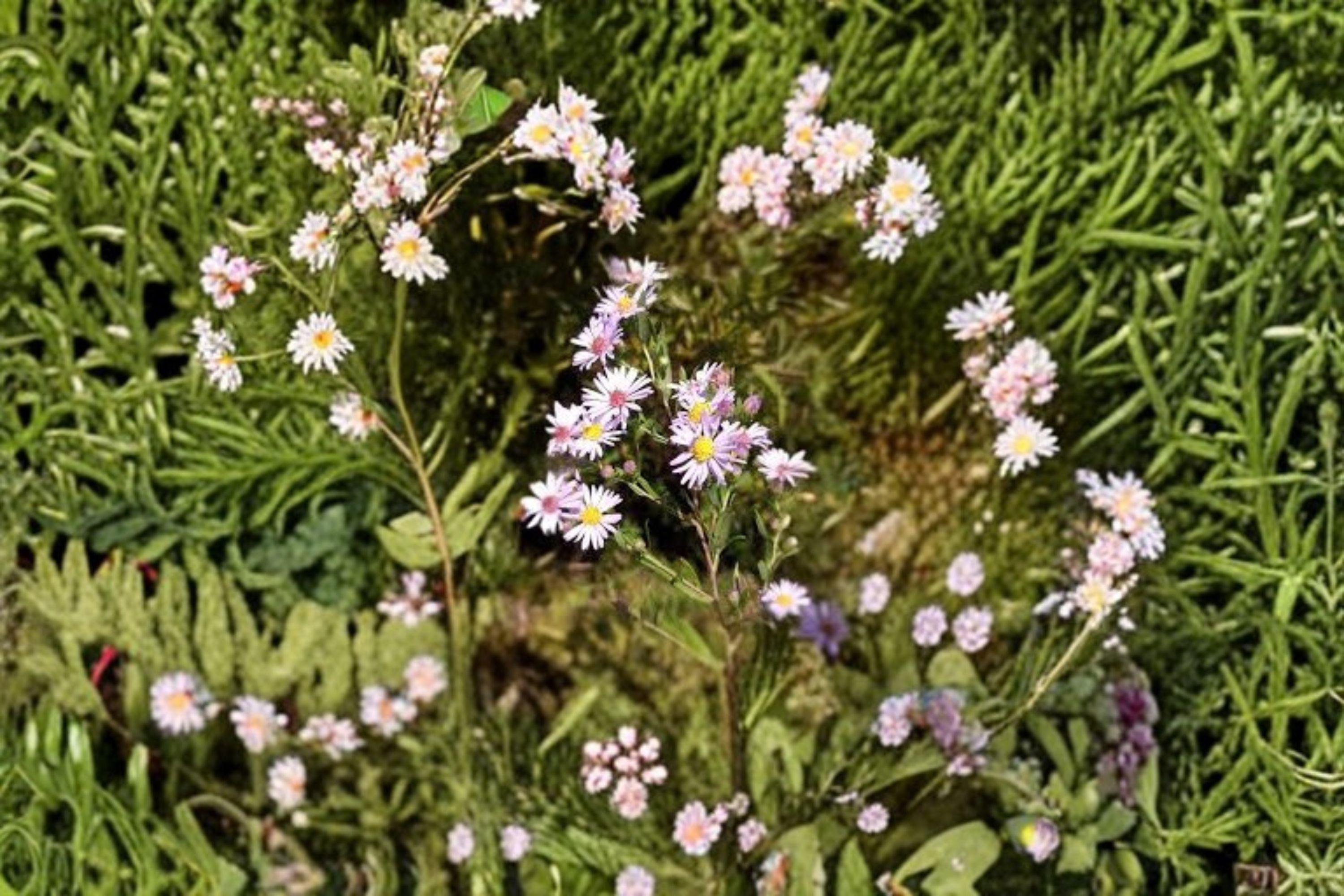 Symphyotrichum praealtum – Willow Aster | 100 Seeds | Native Purple Aster Wildflower | Pollinator Garden Plant