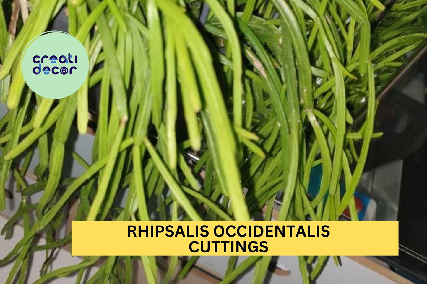 6 Rhipsalis occidentalis Cuttings – Fresh & Rare Orchid Cactus for Hanging Baskets or Indoor Jungle – Easy to Grow – USA