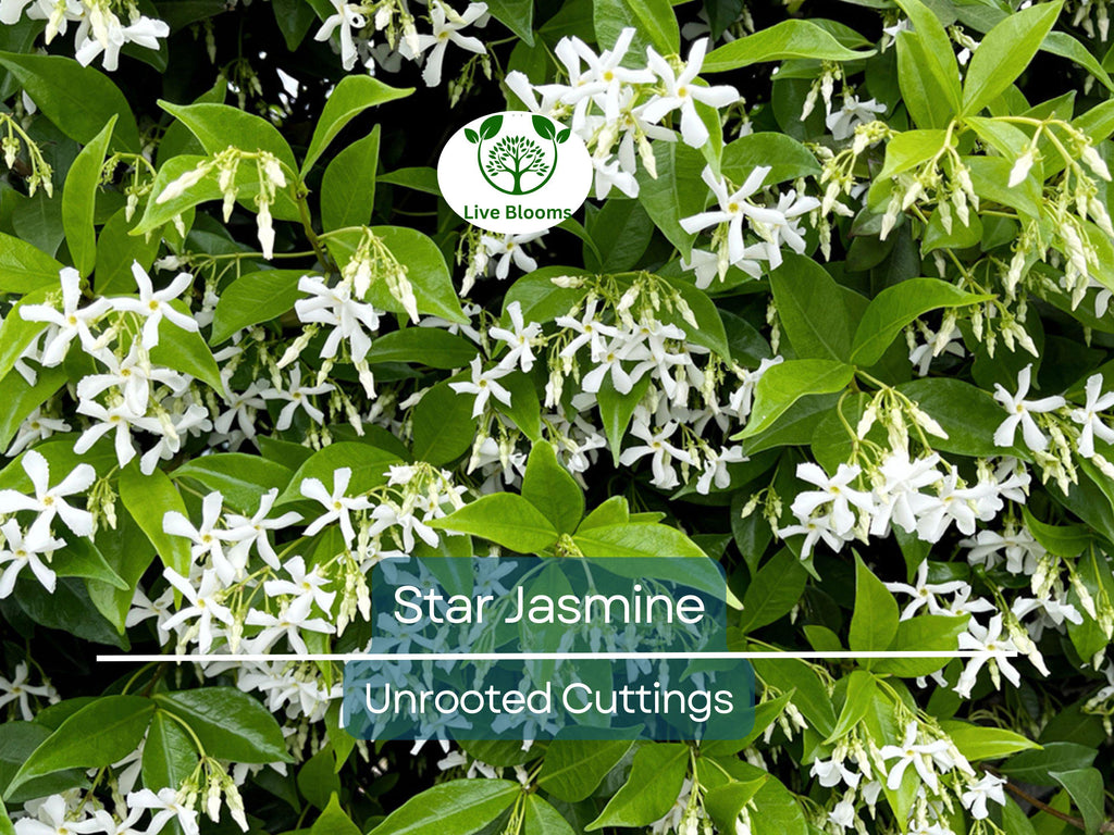 7 Jasminoides Trachelospermum Star Jasmine Cuttings, 6" Unrooted, Fragrant Flowering Plant, Perfect for Vines & Gardens, Easy to Grow