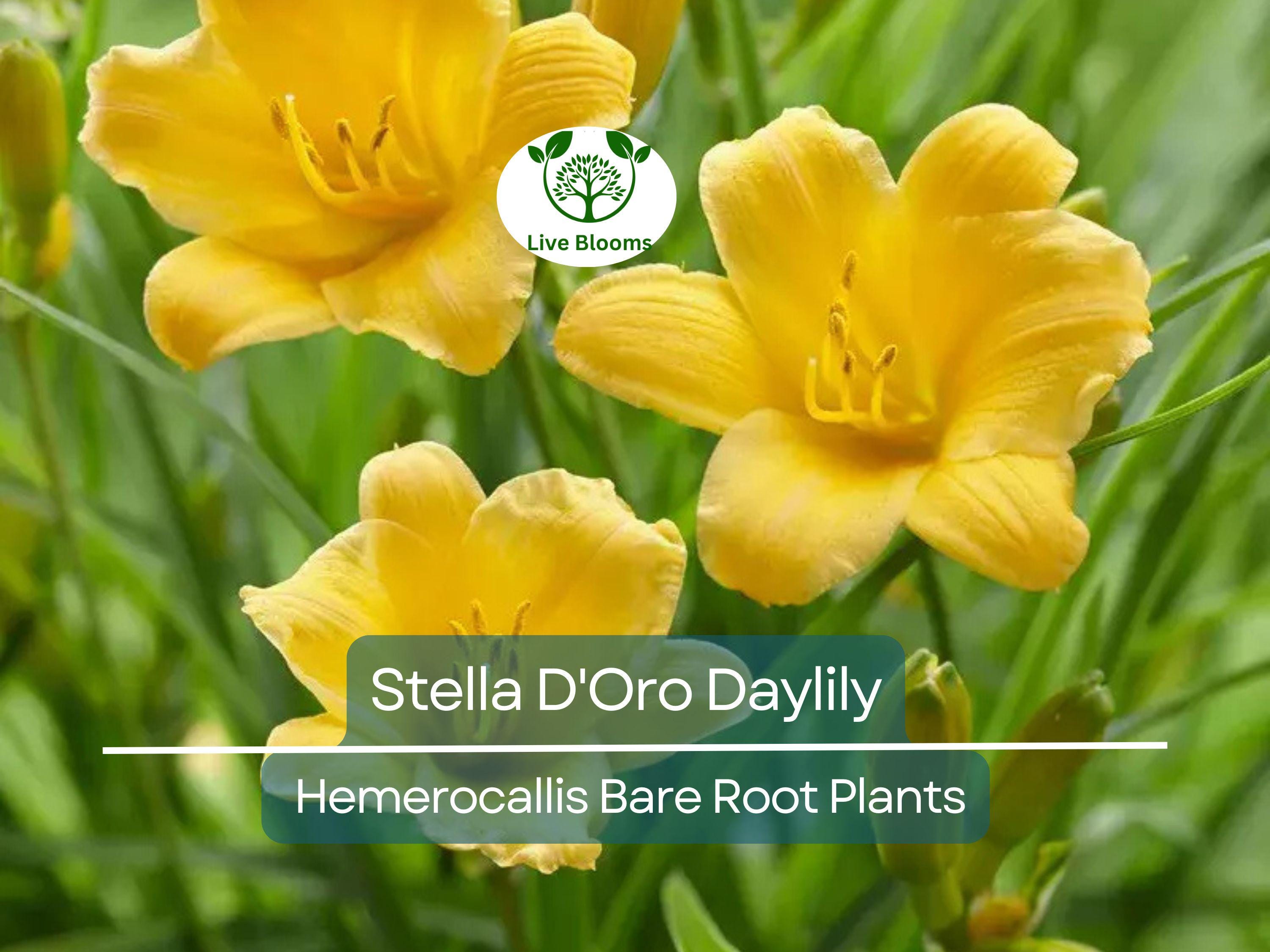 3 Stella D'Oro Daylily Bare Root Plants – Hemerocallis ‘Stella de Oro’ – Mini Border Lily, Hardy Perennial, Long Blooming Yellow