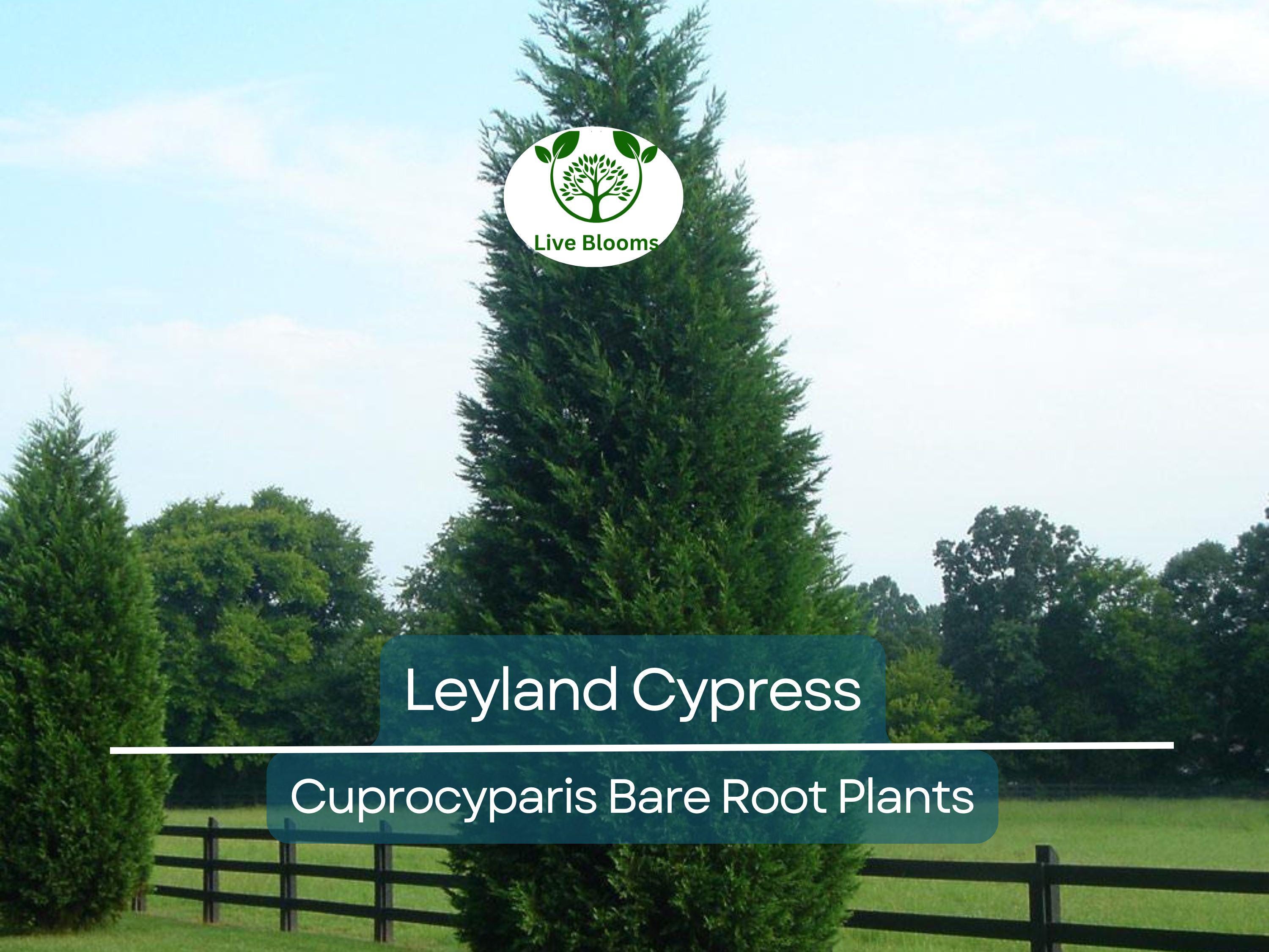 5 Leyland Cypress Trees – Bare Root Evergreen Starter Plants – Fast-Growing Landscape Privacy Screen or Windbreak