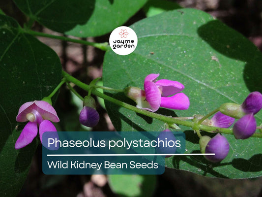 5 Seeds Phaseolus Polystachios | Wild Kidney Bean for Planting | Edible Native Perennial Climbing Vine Drought-Tolerant Pollinator-Friendly