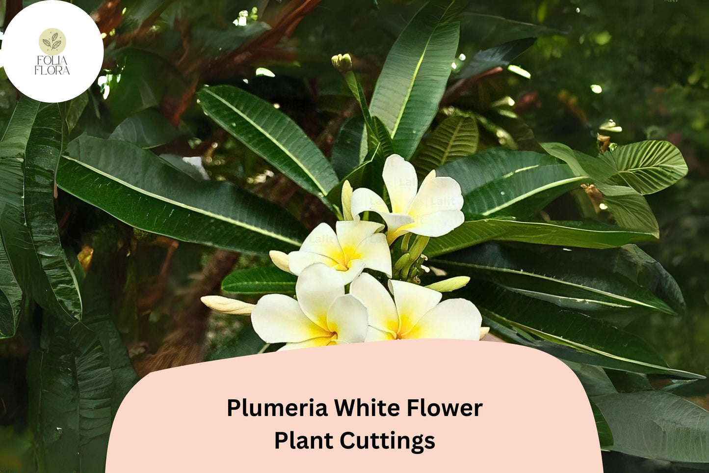Plumeria White 3 Live 6” Cuttings | Frangipani Tropical Flowering Plant for Garden & Patio
