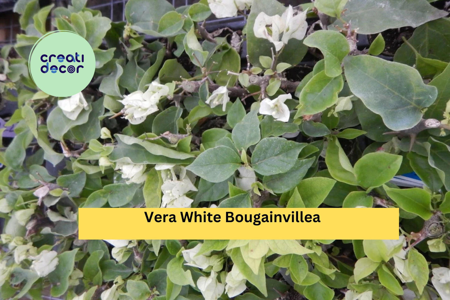 Vera White Bougainvillea | Live Rooted Starter Plug Plant | Tropical Flowering Vine for Trellis, Patio, Fence, or Container Garden