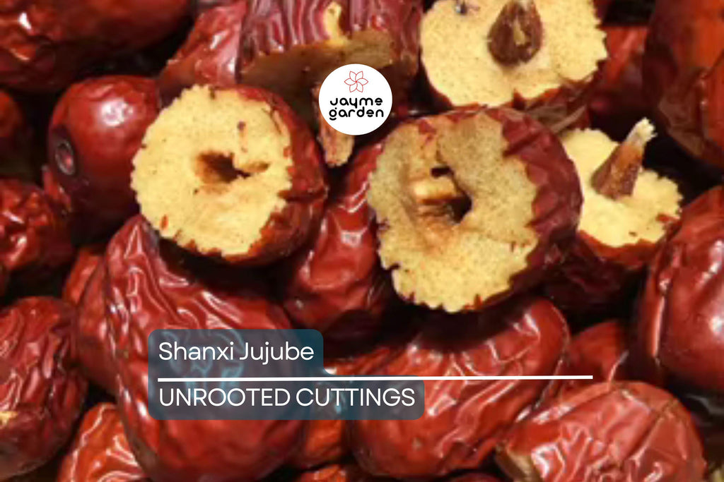 Shanxi Jujube Scion Cuttings | (2) 6-Inch Grafting Cuttings | Deciduous Fruit Tree for Zones 5+