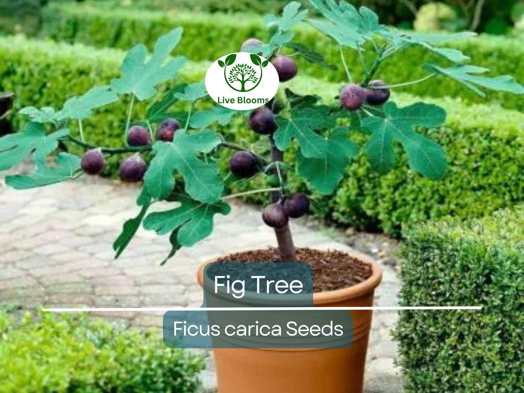 40 Fig Tree Seeds | Ficus carica, Sweet Fruit Shrub, Non-GMO, Easy to Grow, Edible Figs for Garden, Jams & Preserves, Hardy Plant