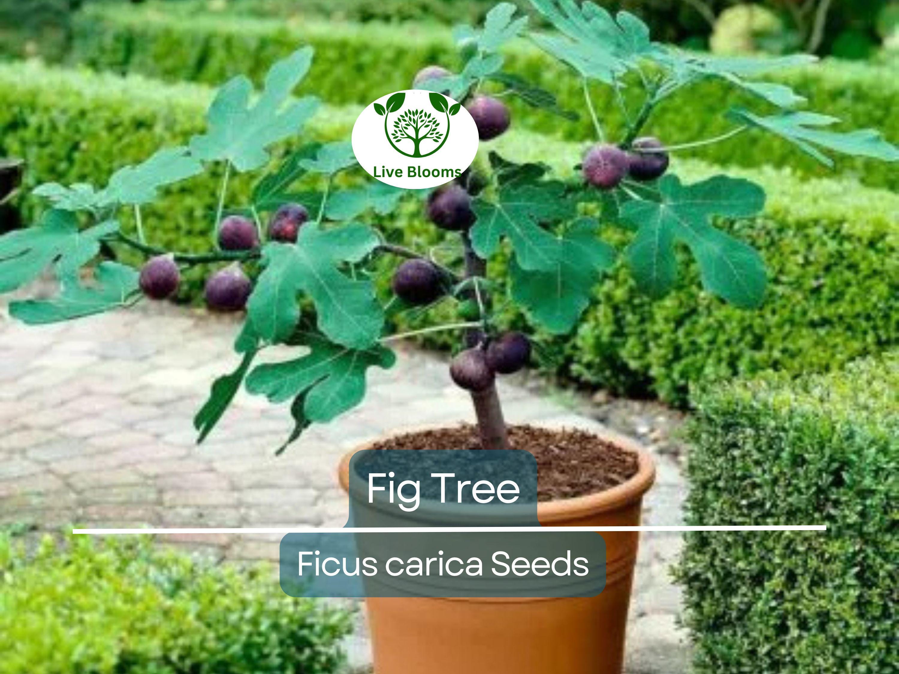 40 Fig Tree Seeds | Ficus carica, Sweet Fruit Shrub, Non-GMO, Easy to Grow, Edible Figs for Garden, Jams & Preserves, Hardy Plant