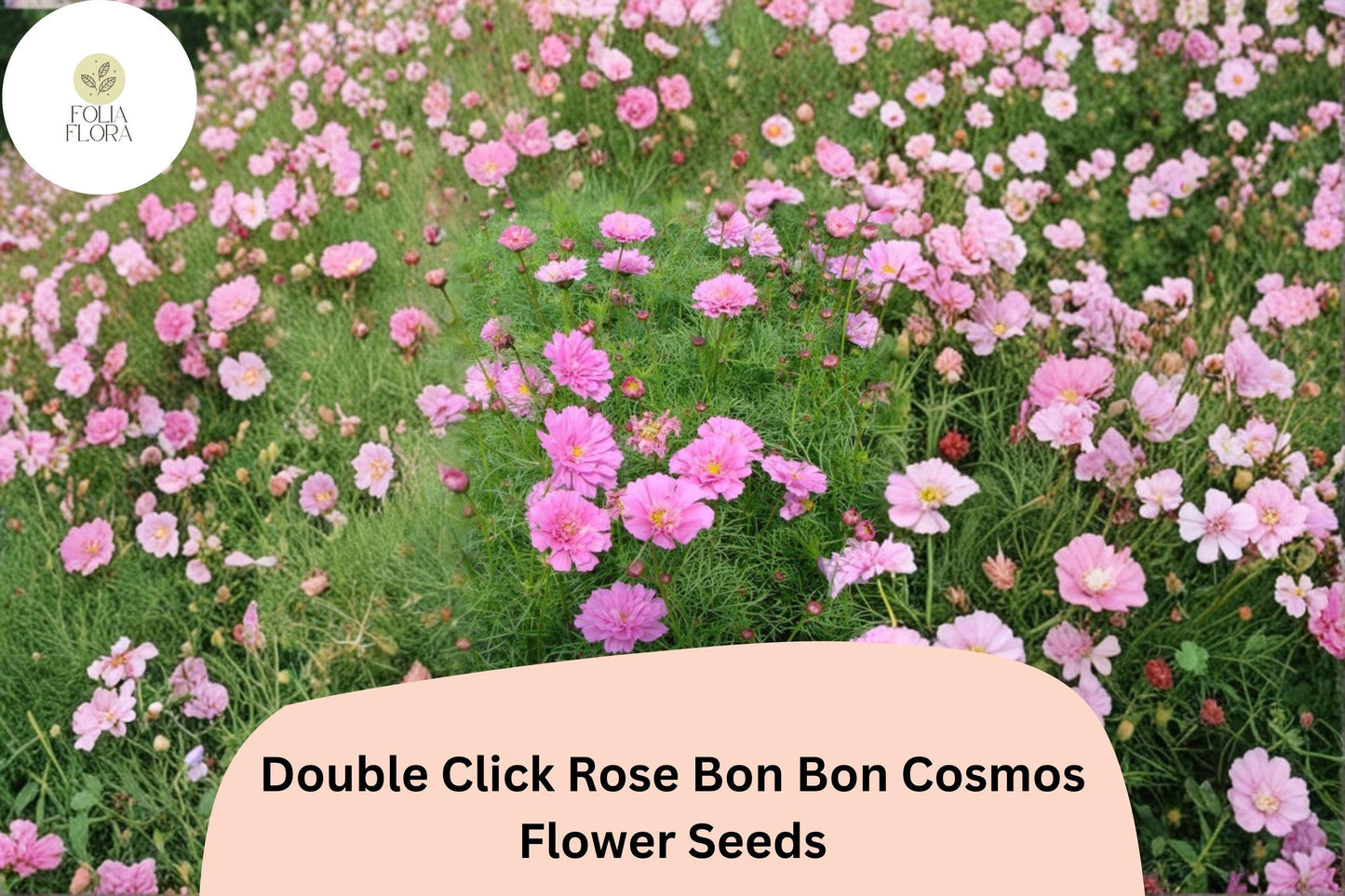 200+ Double Click Rose Bon Bon Cosmos Seeds | Cosmos Bipinnatus Double Pink Blooms | Cut Flower Garden Seeds