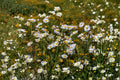 Boltonia asteroides/False Aster – 500 Seeds | Native Meadow Perennial | Fall Bloomer | Pollinator Powerhouse