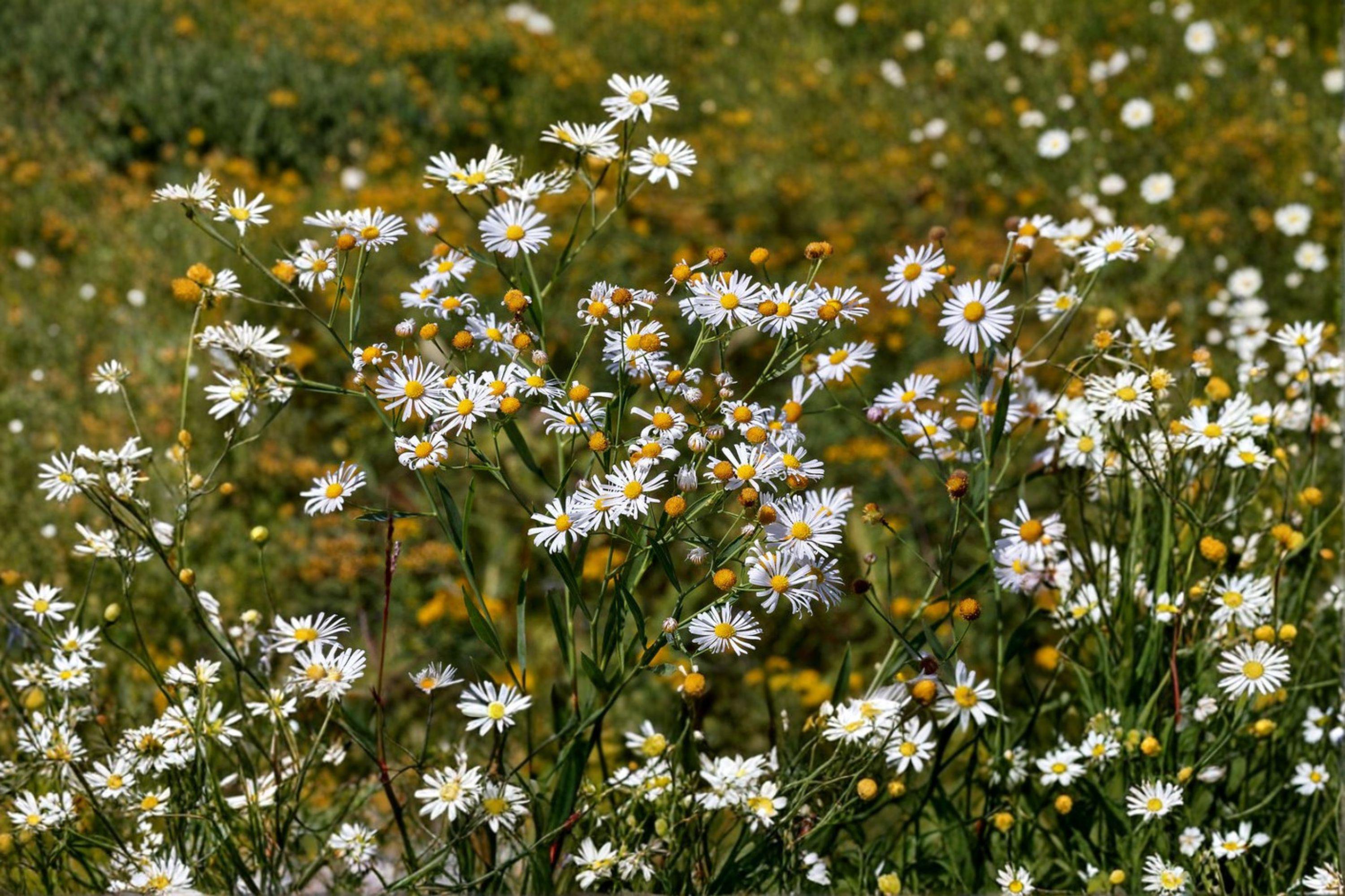 Boltonia asteroides/False Aster – 500 Seeds | Native Meadow Perennial | Fall Bloomer | Pollinator Powerhouse
