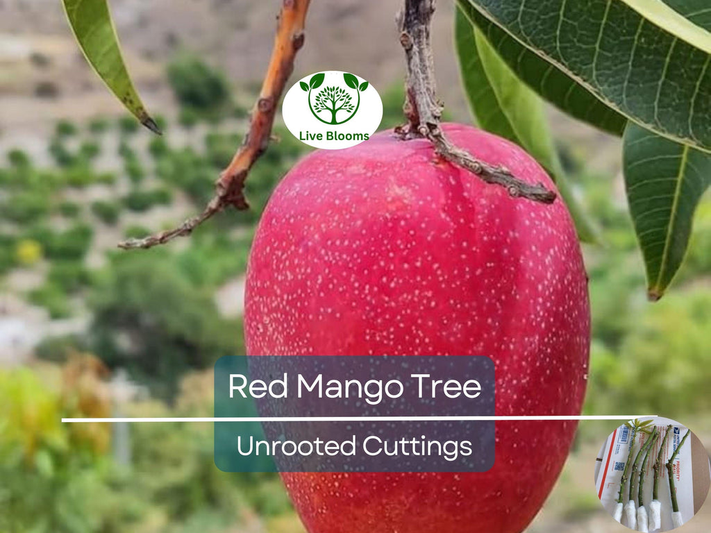 5 RED MANGO Fruit Tree Scion Unrooted Cuttings for Rooting or Grafting - Mangifera indica, Tropical Fruit, Sweet Red Mango