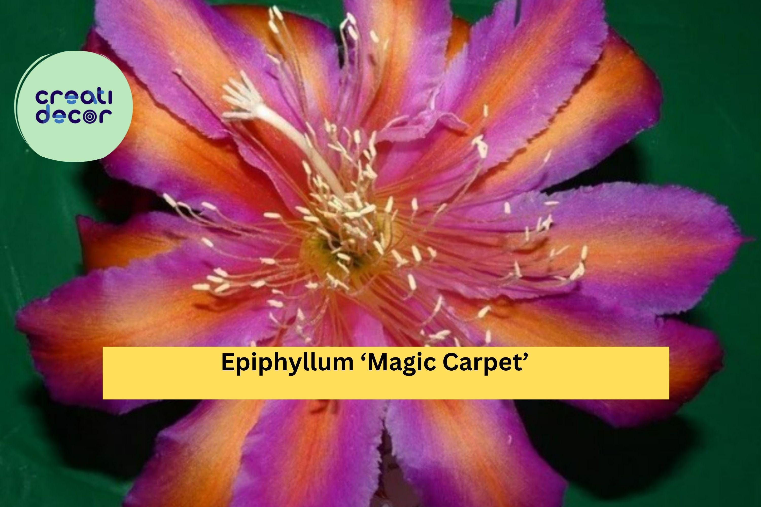 Epiphyllum ‘Magic Carpet’ – Live Orchid Cactus Hybrid, Fully Rooted Starter Pot with Bright Exotic Blooms, Easy Tropical Houseplant