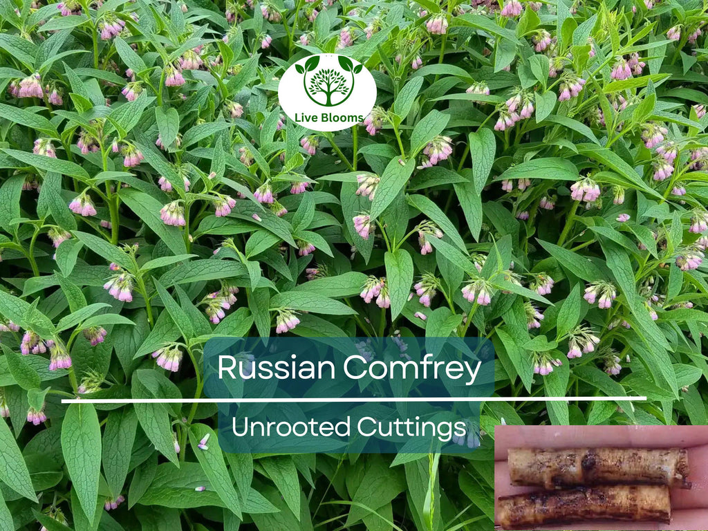 10 Russian Comfrey Unrooted Cuttings - Bocking 14 Cultivar, Symphytum x uplandicum, Herb, Organic Fertilizer, Easy to Grow Starter