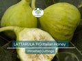 6 pcs Fig Lattarula Italian Honey Fruit Tree Unrooted Cuttings 6-8" - Ficus carica, Sweet Fruit Tree