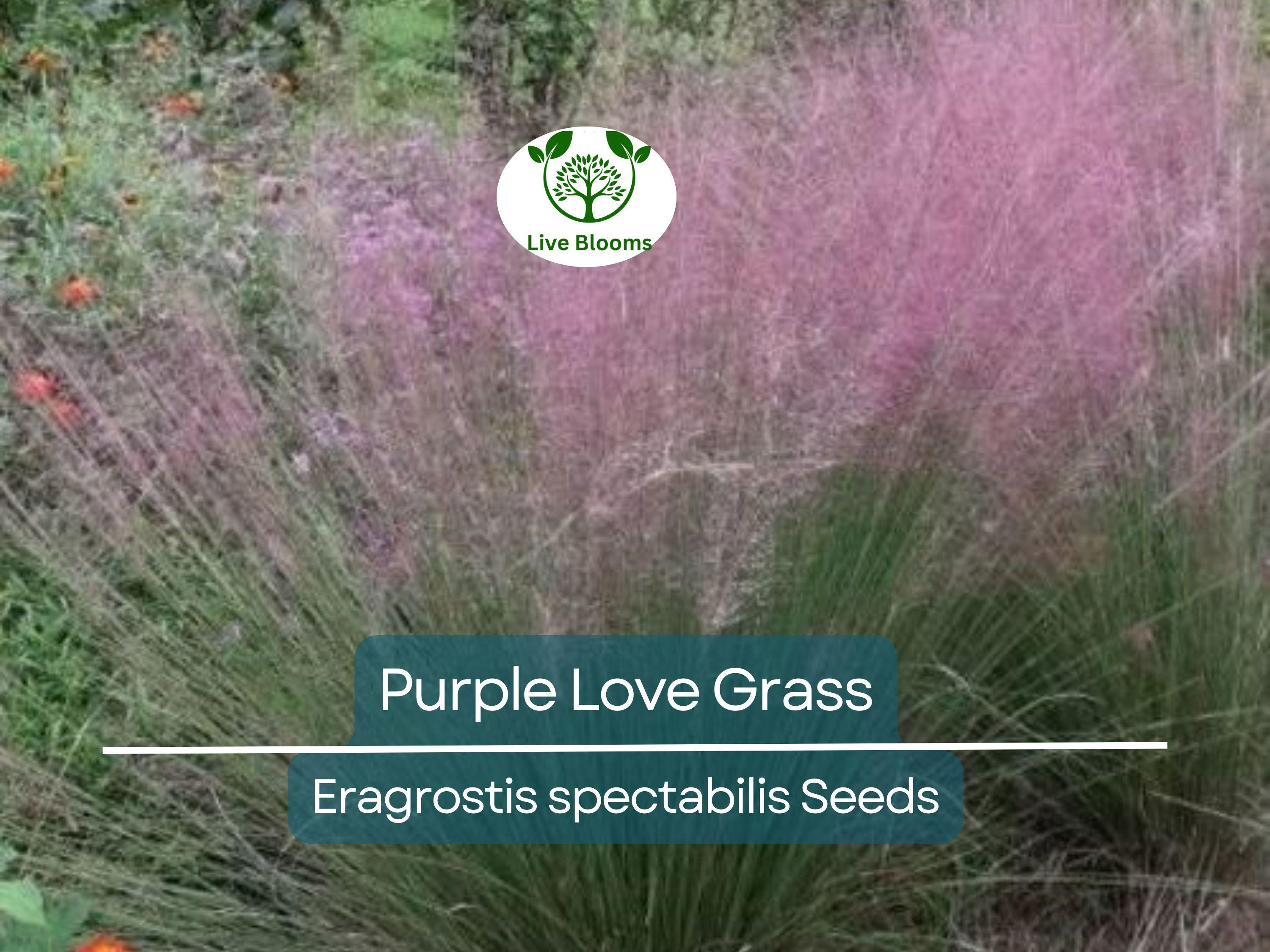 500 Purple Love Grass Seeds (Eragrostis spectabilis) | Ornamental Flowering Lovegrass, Hardy, Beautiful Purple Blooms for Gardens