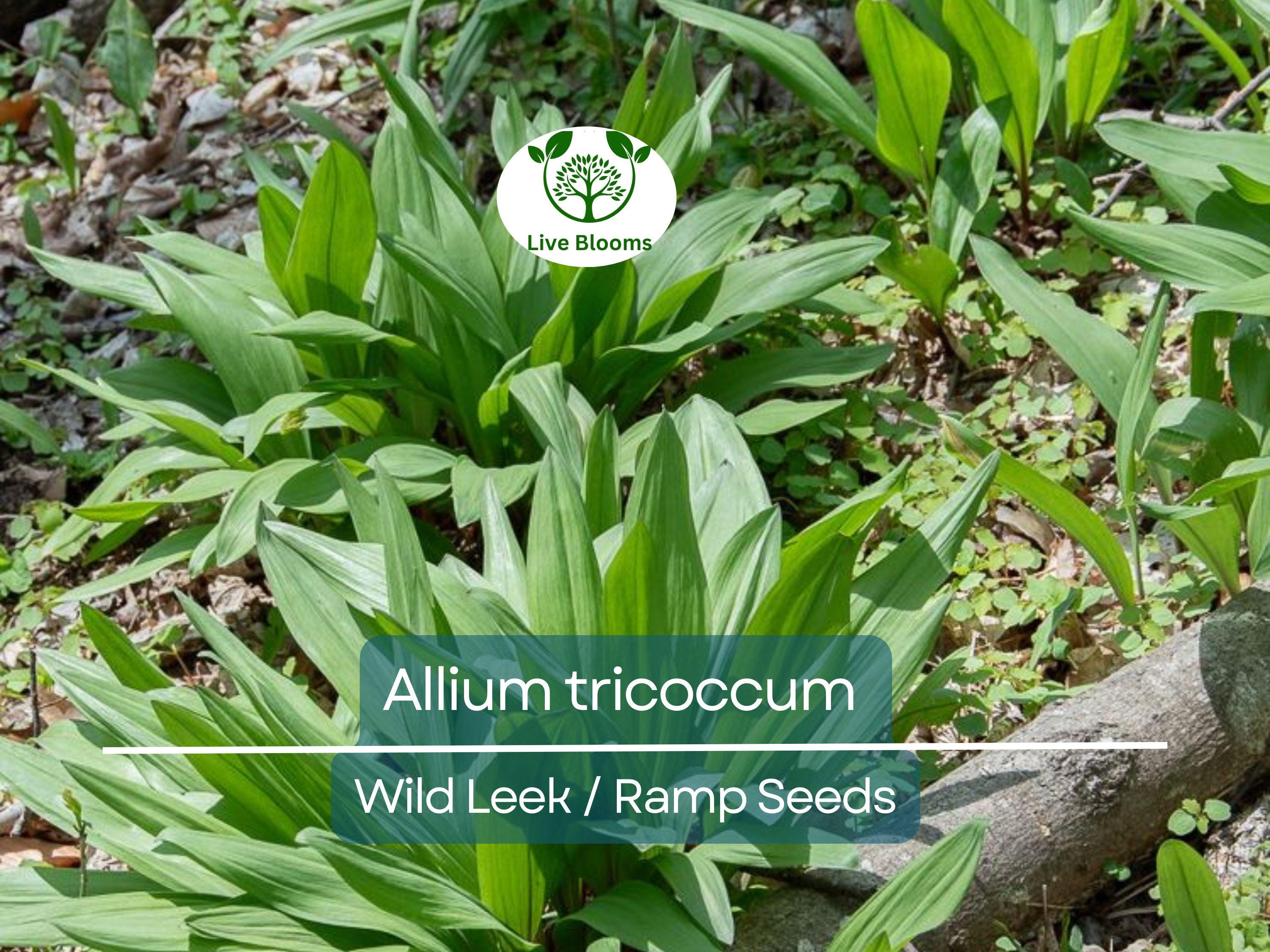 10 Seeds Wild Leek / Ramp Allium tricoccum – Heirloom, Non-GMO, Hardy, Edible Wild Plant, Perfect for Garden, Woodland, and Culinary Use