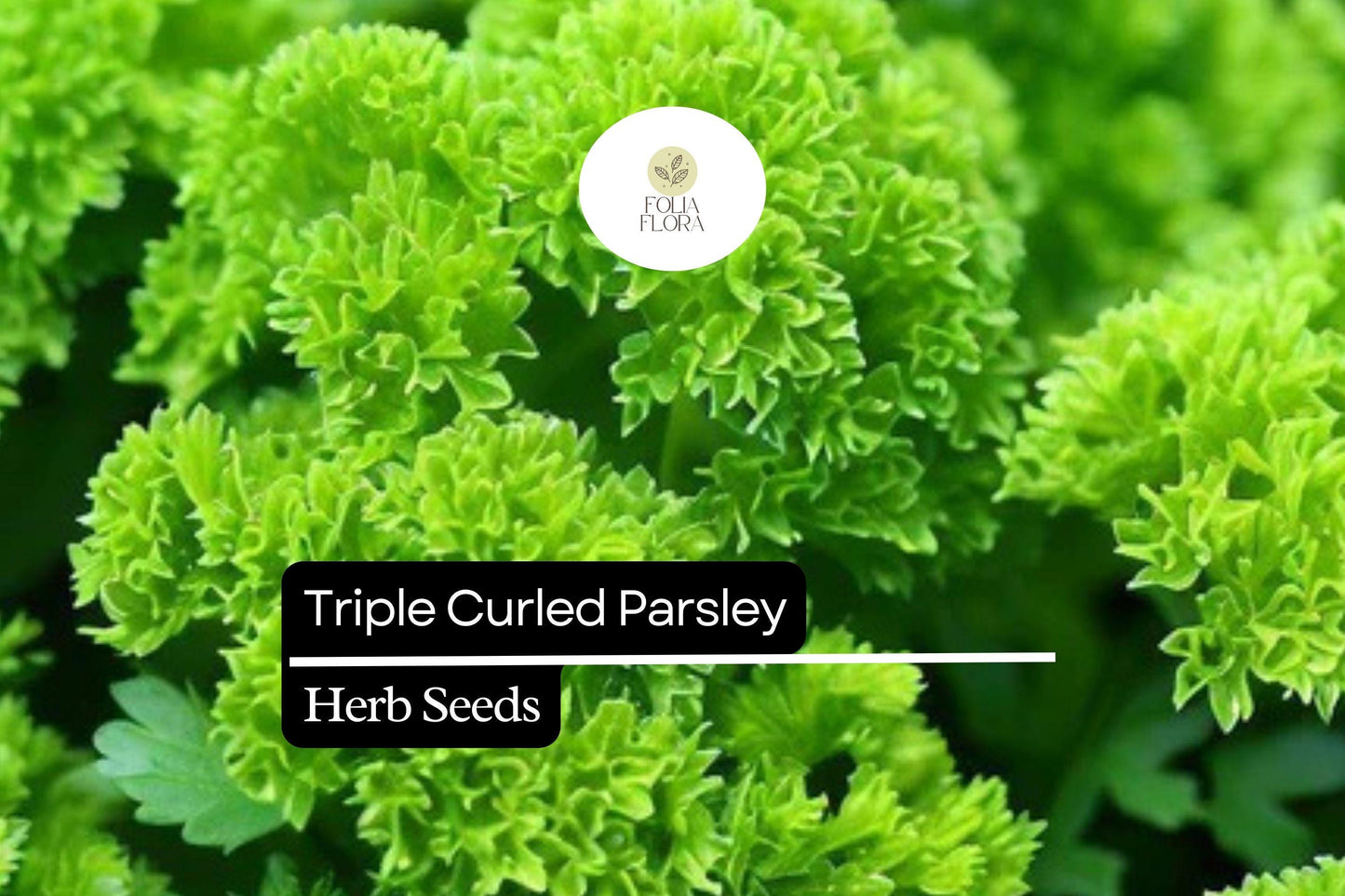 1000 Seeds Triple Curled Parsley (Petroselinum crispum) - Flavorful Herb for Culinary & Ornamental Use