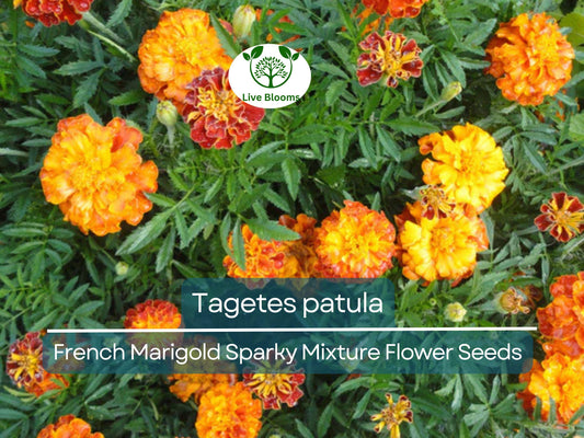 500 mg Seeds French Marigold Sparky Mixture (Tagetes patula) for Planting | Vibrant Annual Blooms for Borders, Gardens & Containers