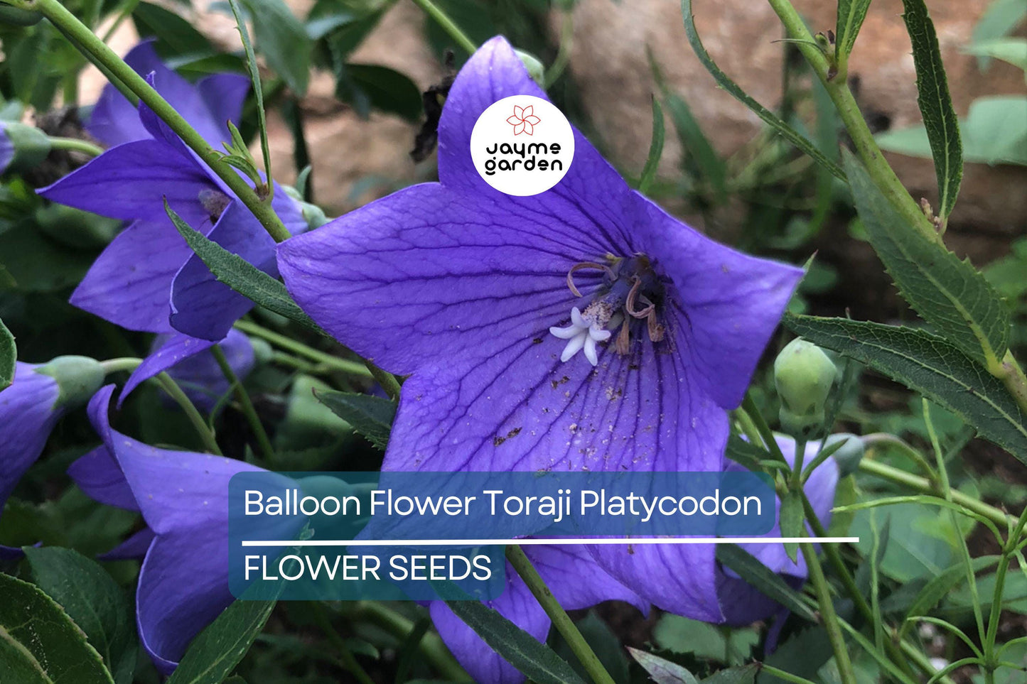 1,000 Balloon Flower Seeds (Platycodon grandiflorus) – Toraji, Chinese Bellflower, Non-GMO, Perennial, Easy to Grow, Free Shipping!