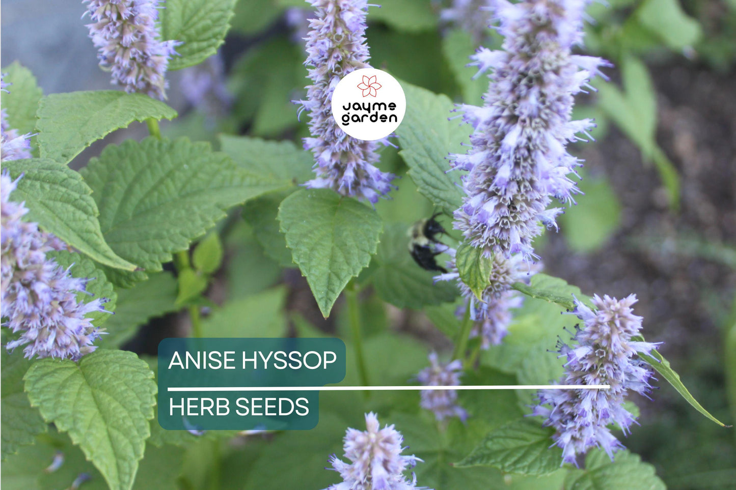 1,000 Anise Hyssop Seeds – Non-GMO, Fragrant Pollinator Plant, USA Seller, Free Shipping