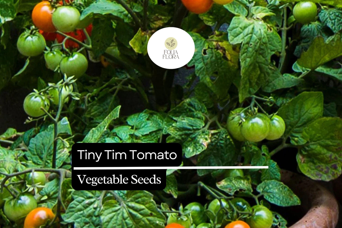 15 Seeds Tiny Tim Tomato (Solanum lycopersicum) - Dwarf Cherry Tomato, Compact Garden Tomato Variety
