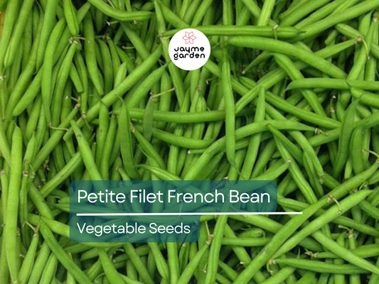 Petite Filet French Bean 5 Gram Seeds - Heirloom Non-GMO Variety - Tender & Crisp Beans for Garden Beds, Raised Beds, or Containers